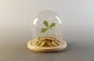 Sapling growing from gold coins under a glass cloche on a neutral background, symbolizing protected inheritance planning.